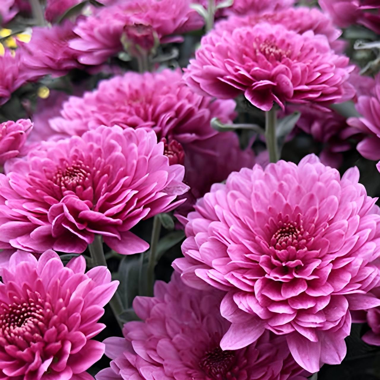Саджанці Хризантеми мультифлора Фонті Дарк Пінк (Chrysanthеmum Fonti Dark Pink) Р9 (16), фото 1