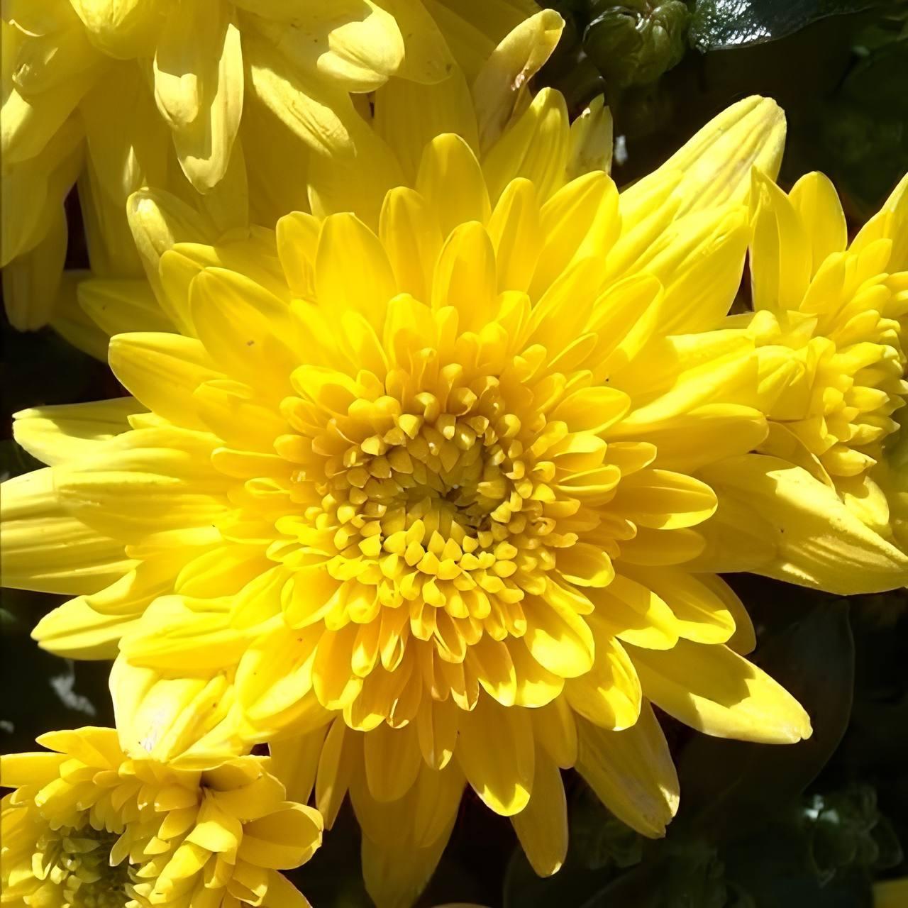 Саджанці Хризантеми мультифлора Адоніс (Chrysanthеmum Adonis) Р9 (19), фото 1