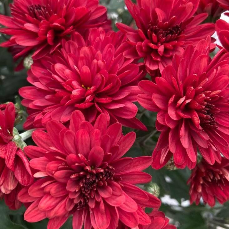 Саджанці Хризантеми мультифлора Хоумран Скарлет (Chrysanthеmum Homerun Scarlet) Р9 (20), фото 1