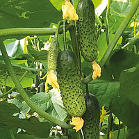 Кантара F1 (1000 нас.) насіння огірка Rijk Zwaan