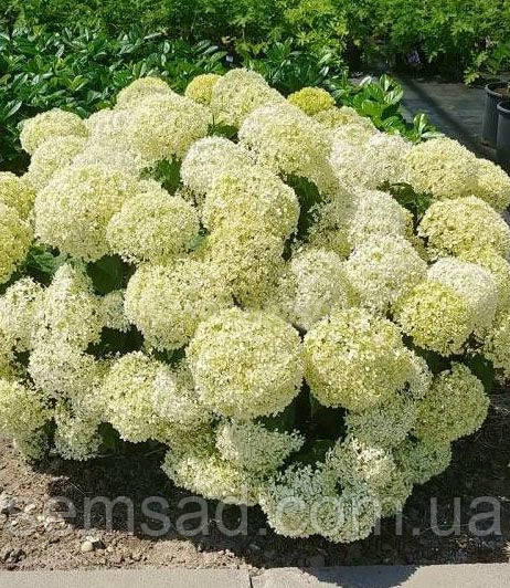 Гортензія деревоподібна Белла Рагаца Ліметта (саджанці 2 роки)