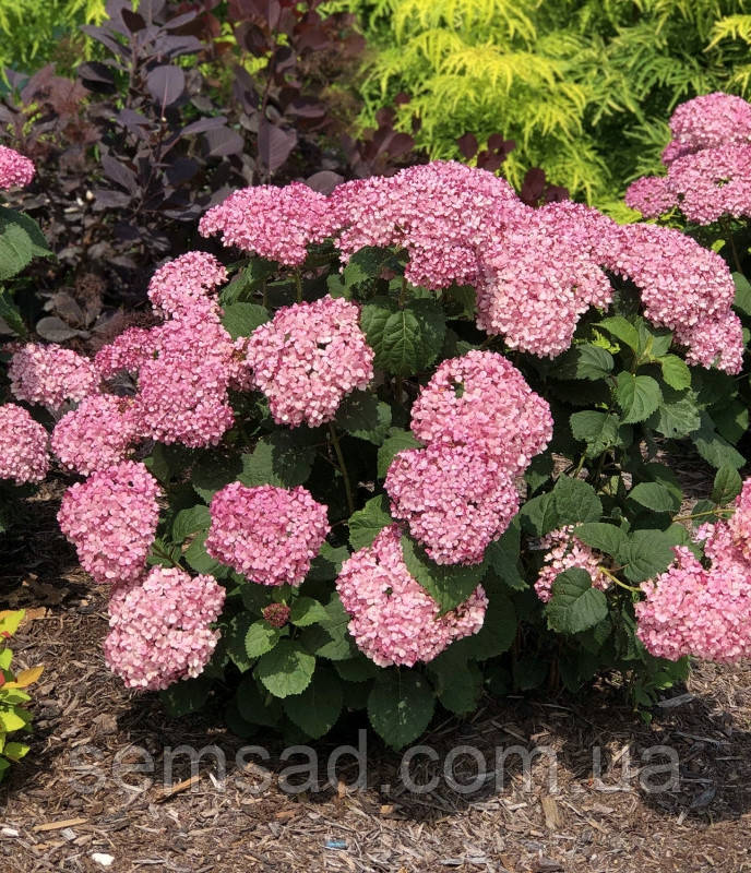 Гортензія дерев. БР Мауветт (саджанці 2 роки С3л)