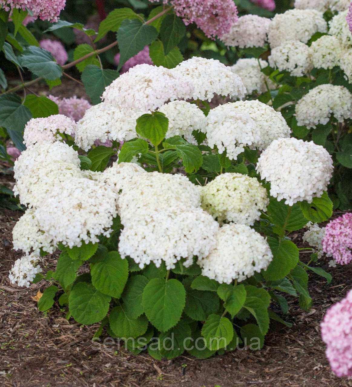 Гортензія дерев. БР Бланчетта ( саджанці 2 роки С3л )