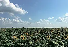 Cоняшник НС Оскар Стандарт Агролидер(SUMO, A-G++, ультраранній 90–95 днів), фото 3