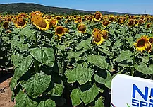 Cоняшник НС Оскар Стандарт Агролидер(SUMO, A-G++, ультраранній 90–95 днів), фото 5