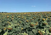 Cоняшник НС Оскар Стандарт Агролидер(SUMO, A-G++, ультраранній 90–95 днів), фото 4