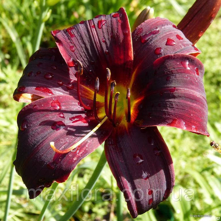 Лилейник Black Prince, фото 1