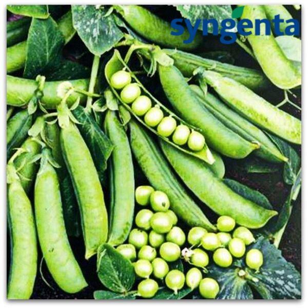 Горох Сомервуд F1 Syngenta 20 г, фото 1
