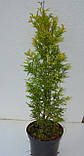 Туя західна Марія С2 50-55 см (Thuja occidentalis Maria), фото 2