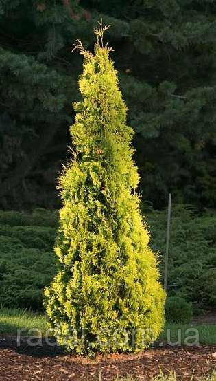 Туя західна Марія С2 50-55 см (Thuja occidentalis Maria), фото 1