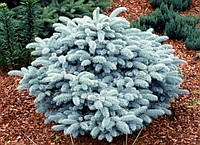 Ель колючая Глаука Глобоза (Picea pungens Glauca Globosa)