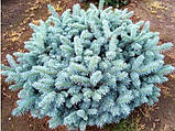 Ялина колюча Глаука Глокоза (Picea pungens Glauca Globosa), фото 3