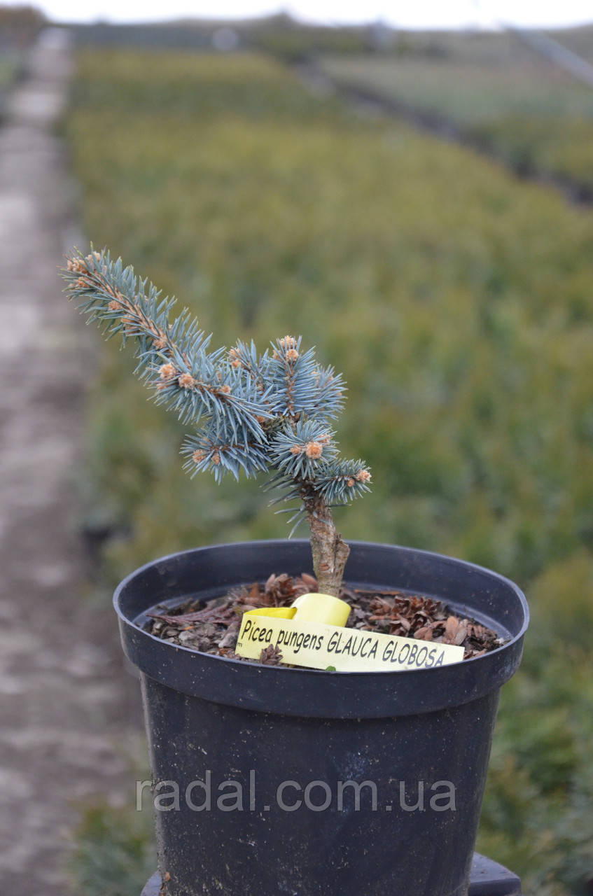 Ель колючая Глаука Глобоза (Picea pungens Glauca Globosa) - фото 6 - id-p473409907