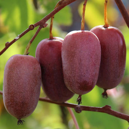 Актинідія аргута Кенс Ред / С2 / h 90-100 / Actinidia Ken's red, фото 1