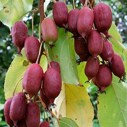 Актинідія аргута Кенс Ред / С2 / h 90-100 / Actinidia Ken's red, фото 3