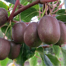 Актинідія Пурпурна Садова / h 90-100 / Actinidia Purpurna Sadowa, фото 3