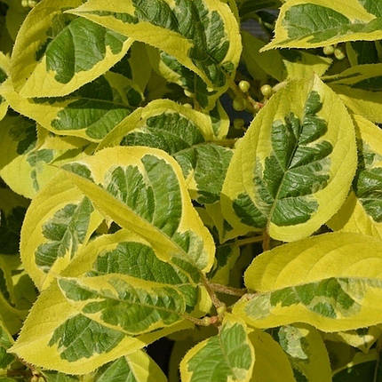 Актинідія аргута Хокі Покі / С2 / h 90-100 / Actinidia Hokey Pokey, фото 2