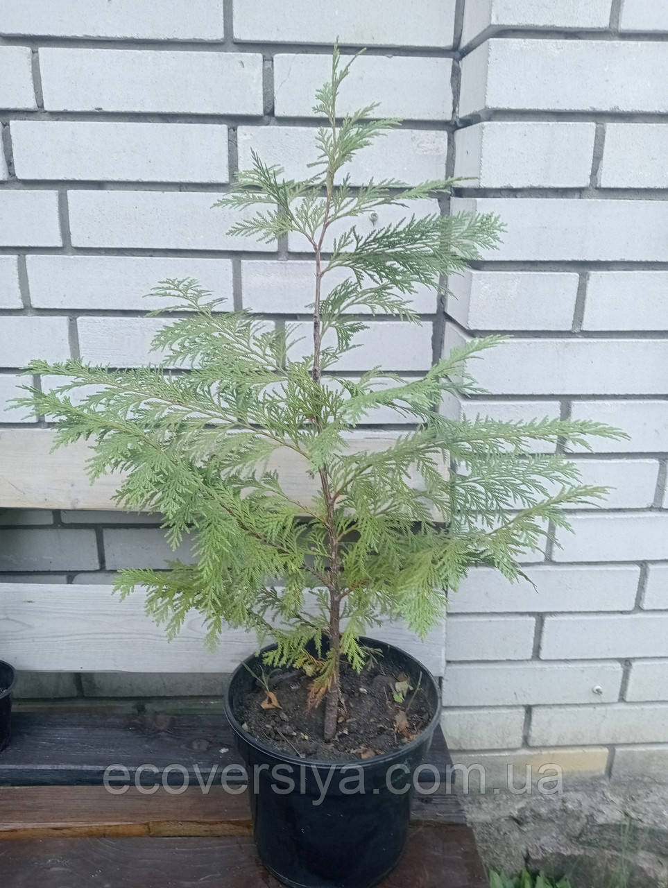 Кипарисовик Лавсона, фото 1