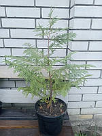 Кипарисовик Лавсона