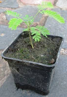 Альбіція. (Акація льонкоранська). 0.5 л.