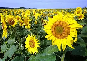 Cоняшник НС Х 8005 Агролідер Стандарт (SUMO, A-G+, 104-106 дні), фото 3