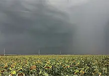 Cоняшник НС Х 8002 Агролідер Екстра Плюс (SUMO/«Гранстар», A – F, ранній 108–113 днів), фото 3