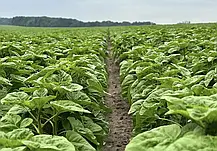 Cоняшник НС Х 8002 Агролідер Екстра Плюс (SUMO/«Гранстар», A – F, ранній 108–113 днів), фото 4