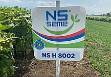 Cоняшник НС Х 8002 Агролідер Екстра Плюс (SUMO/«Гранстар», A – F, ранній 108–113 днів), фото 5
