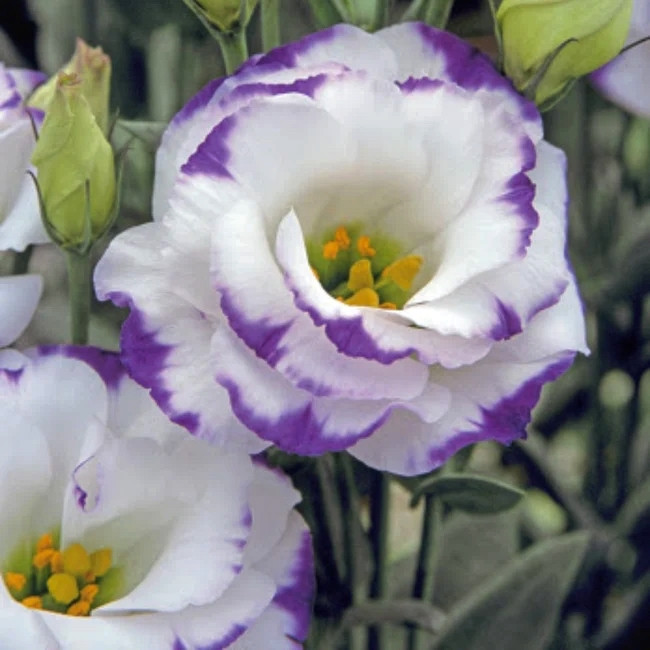 Еустома низькоросла Сапфір F1 Blue chip double (біло-синя) 5 насінин, фото 1