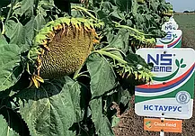 Cоняшник НС Таурус Агролідер Екстра Плюс (Clearfield/«Євролайтнінг», A–E, ранній 109–113 днів), фото 4