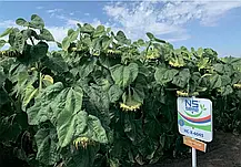 Cоняшник НС Х 6045 Агролідер Стандарт (високоолійний, A-F, Clearfield/«Євролайтнінг»), фото 3