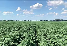 Cоняшник НС Х 6045 Агролідер Стандарт (високоолійний, A-F, Clearfield/«Євролайтнінг»), фото 5