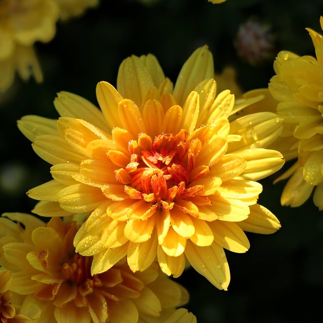 Саджанці Хризантеми мультифлора Баліос (Chrysanthеmum Balios) Р9 (23), фото 1