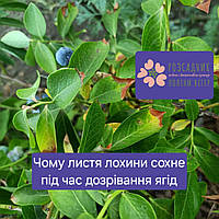 Чому листя лохини сохне під час дозрівання ягід