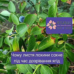 Чому листя лохини сохне під час дозрівання ягід