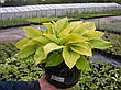 Хоста August Moon (Огест Мун) 1-2 розетки, у горщику, фото 9