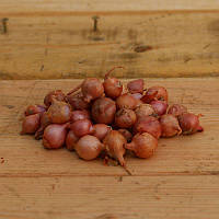 Цибуля сіянка Росанна 500 г