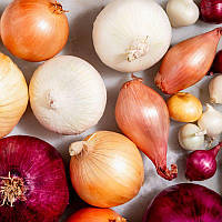 Цибуля сіянка суміш сортів 500 г