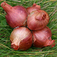 Цибуля-шалот Бістро (Biztro) 500 г