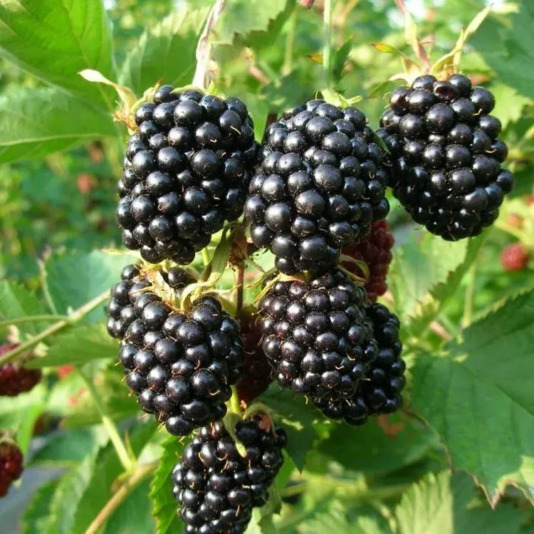 Саджанці ожини Безшипна Врожайна - середнього терміну, безшипна, транспортабельна, врожайна, фото 1