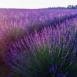 Лавандин "Grosso" (2-річний саджанець)