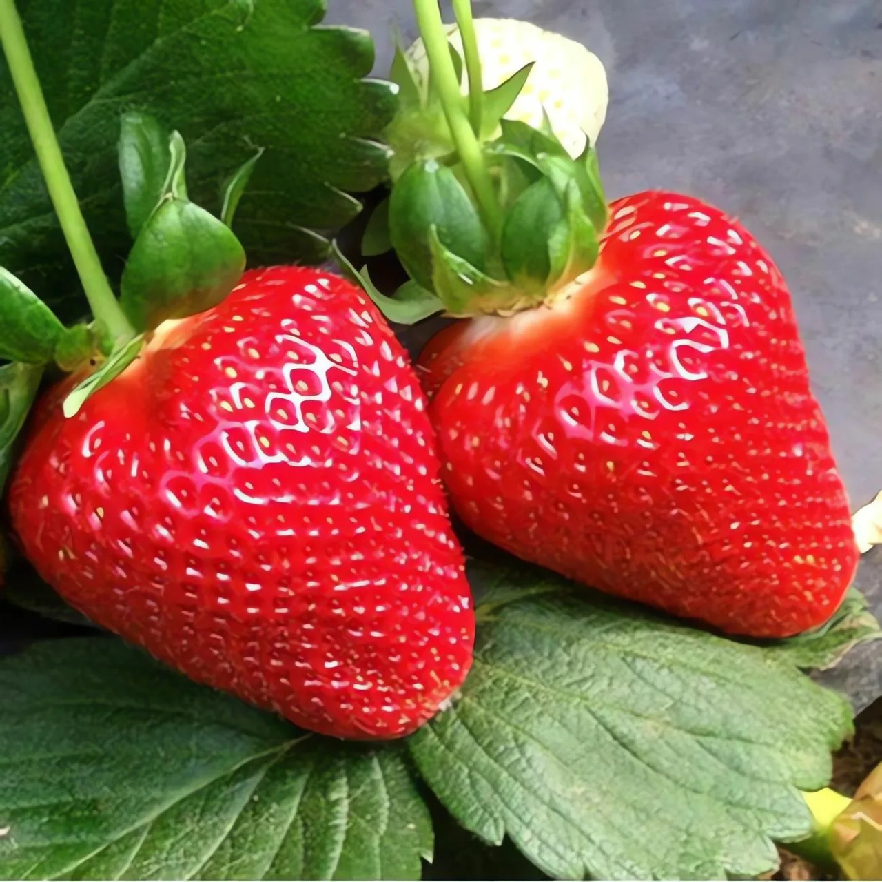 Полуниця Сонячна - середня, урожайна, солодка, фото 1