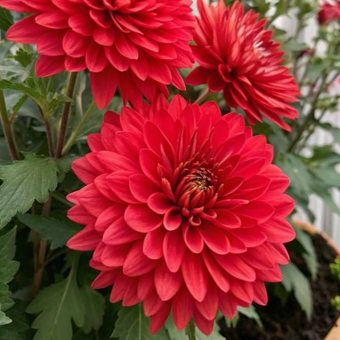 Саджанці Хризантеми мультифлора Амадор Ред (Chrysanthеmum Amadore Red) Р9 (25), фото 1