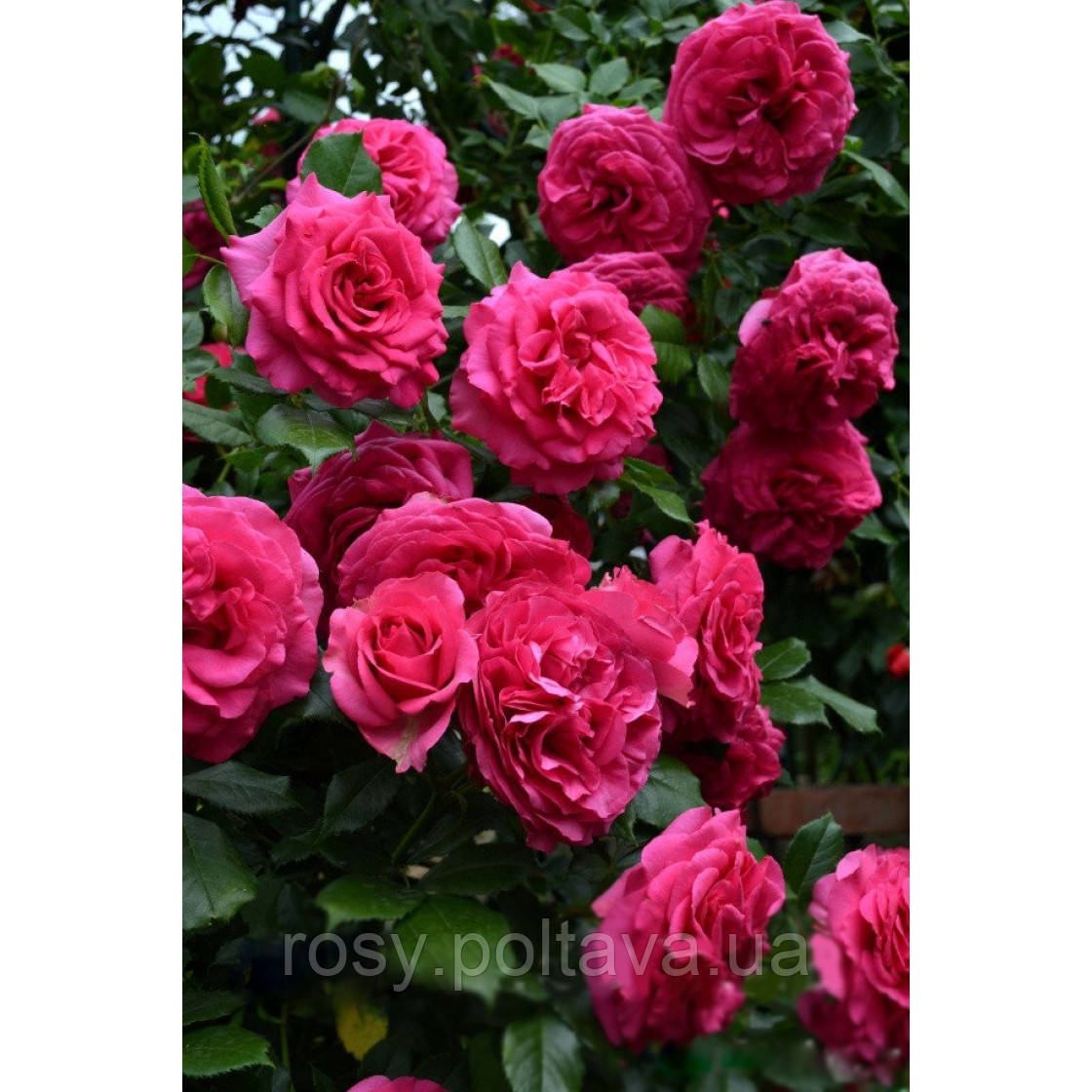 Марітім (Maritim), фото 1