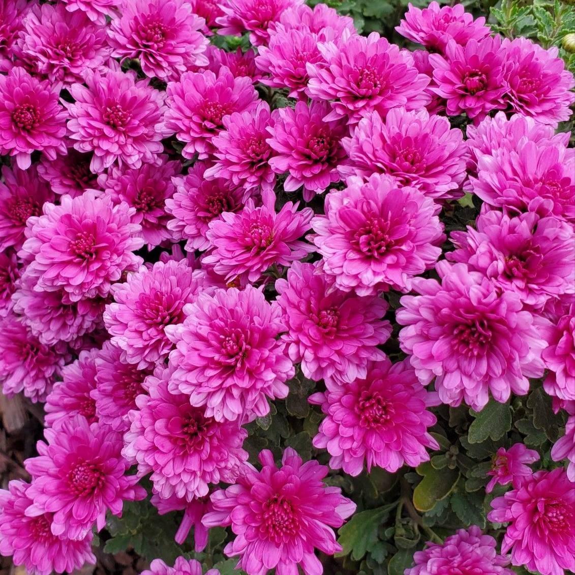 Саджанці Хризантеми мультифлора Хоумран Пінк (Chrysanthеmum Homerun Pink) Р9 (27), фото 1