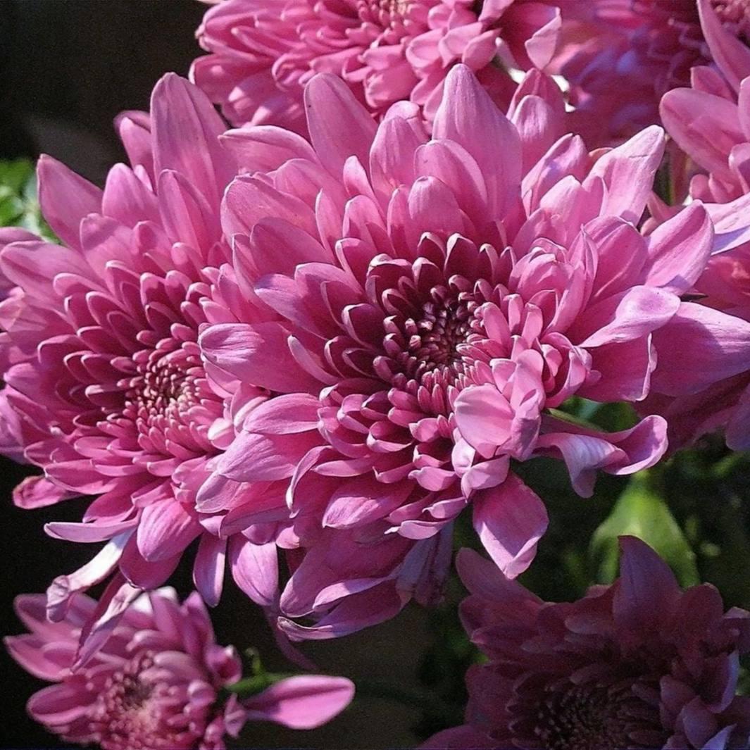 Саджанці Хризантеми мультифлора Бранперфект Пьорпл (Chrysanthеmum Branperfeсt Purple) Р9 (28), фото 1