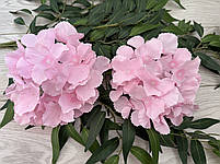 Штучна гортензія . Голівка гортензії ( рожева , 17 см ), фото 4