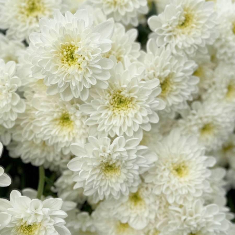 Саджанці Хризантеми мультифлора Деніро Вайт (Chrysanthеmum DeNiro White) Р9 (29), фото 1