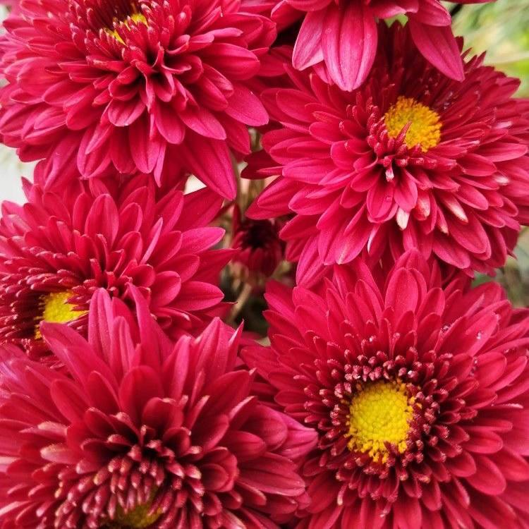Саджанці Хризантеми мультифлора Херлем Ред (Chrysanthеmum Harlem Red) Р9 (31), фото 1