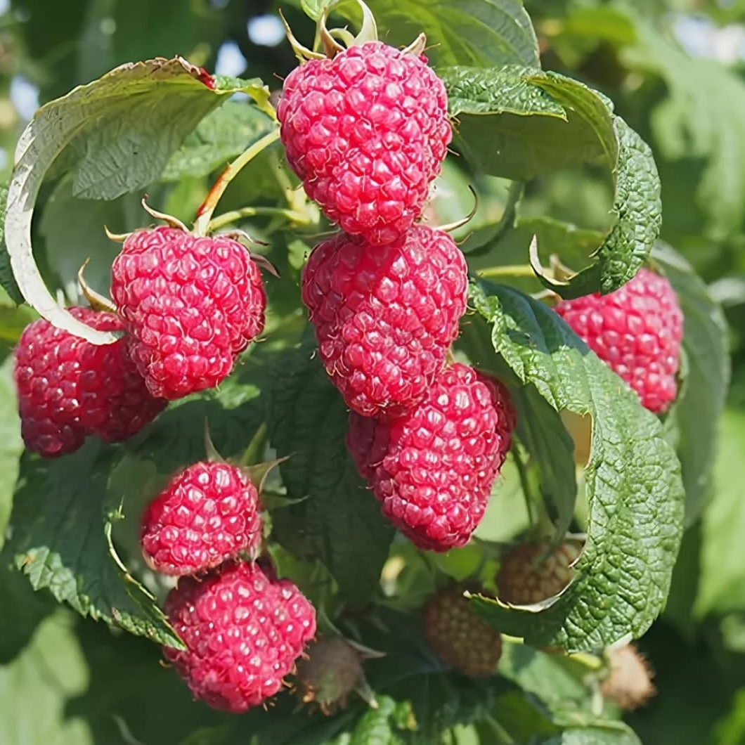 Саджанці (кущі) ремонтантної малини Велика Ягода - врожайна, великоплідна, фото 1